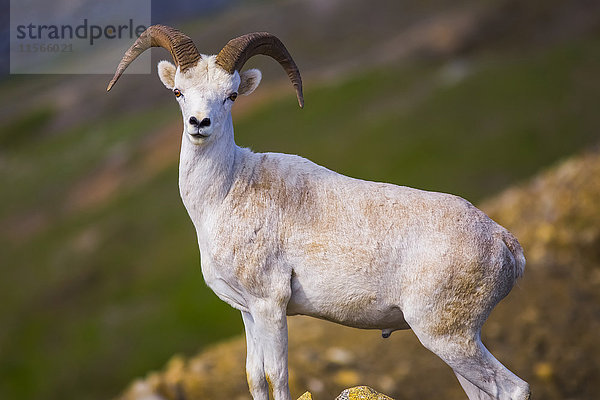 Ein Dall-Schafbock (ovis dalli) posiert auf einem Bergrücken in der Nähe des McGinnis-Gletschers in der Alaska Range; Alaska  Vereinigte Staaten von Amerika'.