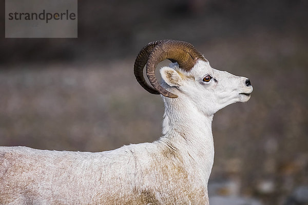 Profil eines Dall-Schafbocks (ovis dalli)  der entlang eines Bergrückens in der Nähe des McGinnis-Gletschers in der Alaska Range läuft; Alaska  Vereinigte Staaten von Amerika'.