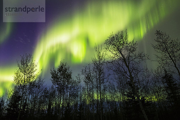 Aurora borealis über silhouettierten Bäumen; Alaska  Vereinigte Staaten von Amerika'.