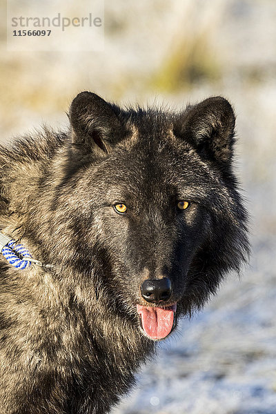 Porträt eines erwachsenen männlichen Wolfs (Canis lupus) mit herausgestreckter Zunge  gefangen im Alaska Wildlife Conservation Center; Portage  Alaska  Vereinigte Staaten von Amerika'.