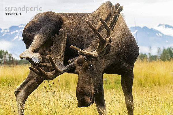 Elchbulle (alces alces) benutzt sein Geweih  um sich am Bein zu kratzen  in Gefangenschaft im Alaska Wildlife Conservation Center  Süd-Zentral-Alaska; Portage  Alaska  Vereinigte Staaten von Amerika'.