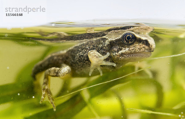 Frosch unter der Oberfläche des grünen Wassers mit Pflanzen; South Shields  Tyne and Wear  England'.