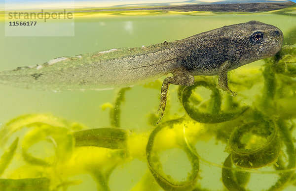 Jungfrosch im Übergang von der Kaulquappe zum Frosch  der in grünem Wasser an der Oberfläche neben einer Pflanze schwimmt; South Shields  Tyne and Wear  England .