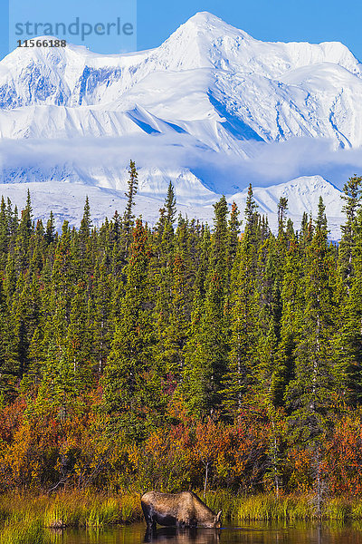 Ein Elch (alces alces) sucht in einem Teich entlang des Richardson Highway nach Wasserpflanzen  im Hintergrund ragt der Mount Hayes auf; Alaska  Vereinigte Staaten von Amerika'.