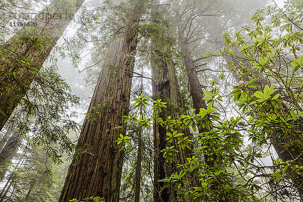 Redwood-Bäume im Nebel  Redwood National and State Parks; Kalifornien  Vereinigte Staaten von Amerika'.