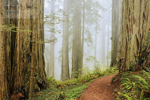 'Entlang des Damnation Creek Trail im Nebel  Redwood National and State Parks; Kalifornien  Vereinigte Staaten von Amerika'.