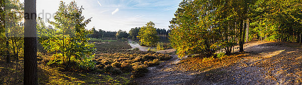 Panorama eines Waldes in Herbstfarben; Surrey  England'.