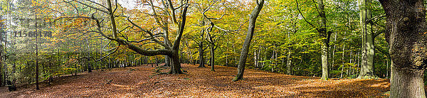 Panorama eines Waldes in Herbstfarben; Surrey  England'.