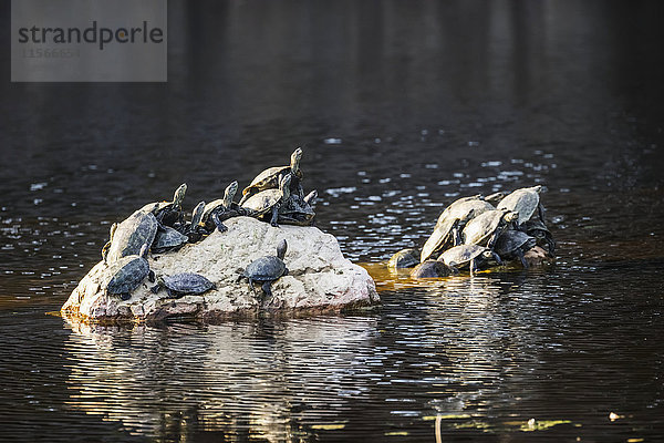 Schildkröten ruhen auf Felsen in einem Teich; Selcuk  Izmir  Türkei'.
