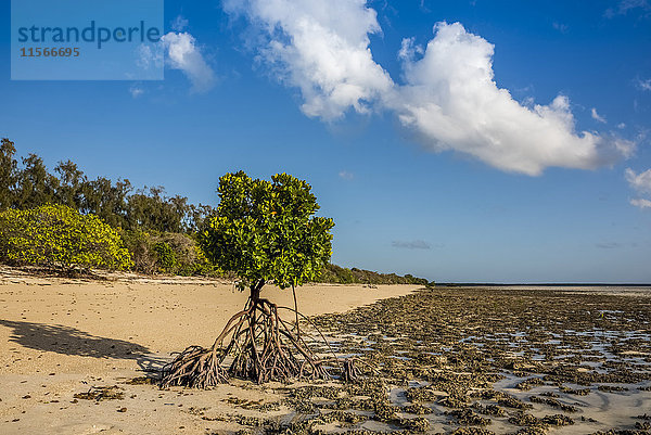 Wurzeln einer Mangrove bei Ebbe  Insel Quirimba  Nationalpark Quirimbas; Cabo Delgado  Mosambik'.