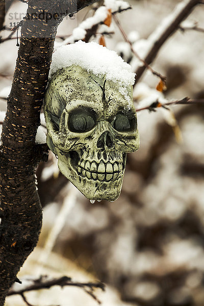 Nahaufnahme eines Totenkopfes (Halloween-Dekoration) in einem verschneiten Baum  auf den Wassertropfen tropfen; Calgary  Alberta  Kanada'.