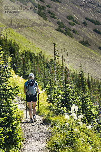 Wanderin auf Schotterweg am Berghang mit Wildblumen (Bärgras) und Bergpfad im Hintergrund; Waterton  Alberta  Kanada'.