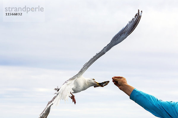 Männlicher ausgestreckter Arm  der eine Möwe im Flug mit kleinen Fischen füttert  mit dunstigem blauem Himmel im Hintergrund; Seal Cove  New Brunswick  Kanada'.