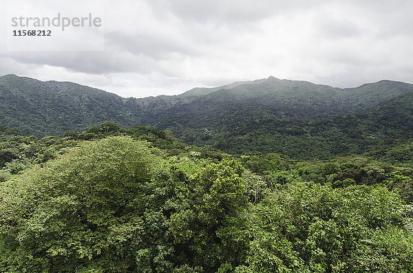 Puerto Rico  El Yunque National Forest  Grüne Landschaft