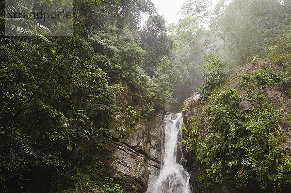 Puerto Rico  El Yunque National Forest  La Mina Wasserfälle im Wald