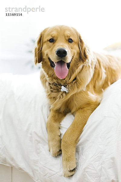 Porträt eines Hundes im Bett