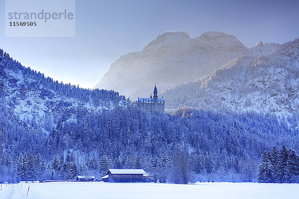Schloss Neuschwanstein  Ammergauer Alpen  Bayern  Deutschland  Europa