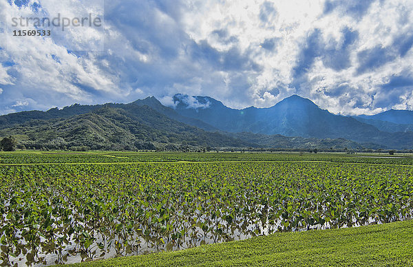 Gemüsefeld mit Taro  Colocasia esculenta  Kauai  Hawaii  USA  Amerika