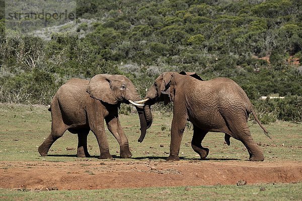 Afrikanische Elfenaten (Loxodonta africana)  spielerischer Kampf  Addo Elephant National Park  Südafrika  Afrika