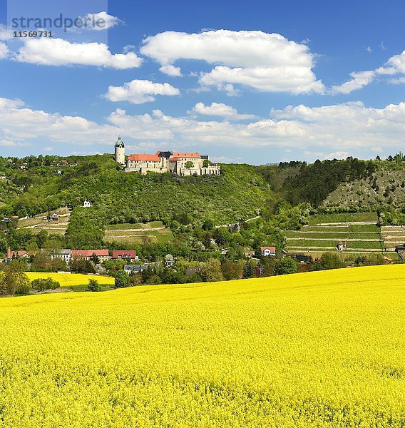 Blick auf blühendes Rapsfeld  Schloss Neuenburg und Weinberge  Straße der Romanik  Freyburg  Sachsen-Anhalt  Deutschland  Europa