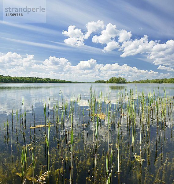 Klarer See mit Schilf umgeben von Wald  bewölkte Atmosphäre  Präßnicksee  Biosphärenreservat Schorfheide-Chorin  Brandenburg  Deutschland  Europa