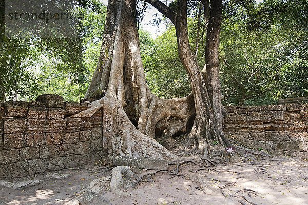Baumwurzeln im Tempel von Ta Prohm  Angkor Thom  Kambodscha  Asien