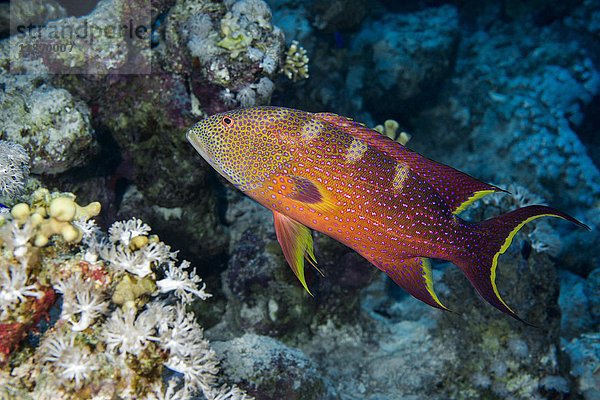 Gelbrandiger Leierschwanz (Variola louti) schwimmt über Korallenriff  Rotes Meer  Ägypten  Afrika