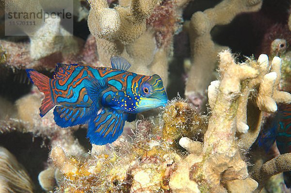 Mandarinfisch (Synchiropus splendidus) auf einem Korallenriff  Indopazifischer Ozean  Philippinen  Asien