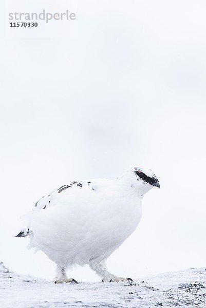 Schneehuhn (Lagopus muta) getarnt im Schnee  Cairngorms National Park  Schottische Highlands  Schottland  Vereinigtes Königreich  Europa