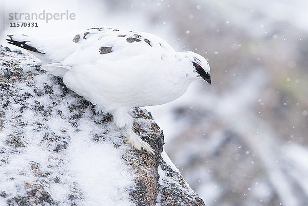 Schneehuhn (Lagopus muta) im Schnee  Cairngorms National Park  Schottische Highlands  Schottland  Vereinigtes Königreich  Europa