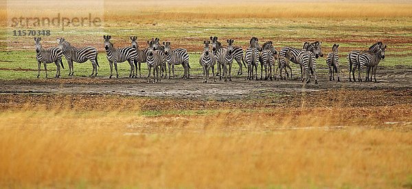 Harem einer Herde Steppenzebras (Equus quagga) in der Grassavanne  Liuwa Plain National Park  Sambia  Afrika