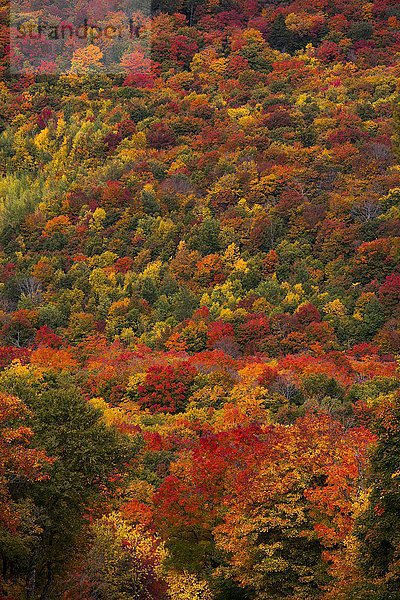 Gemischter Laub-Nadelwald im Herbst  Eastern Townships  Sutton  Quebec  Kanada  Nordamerika