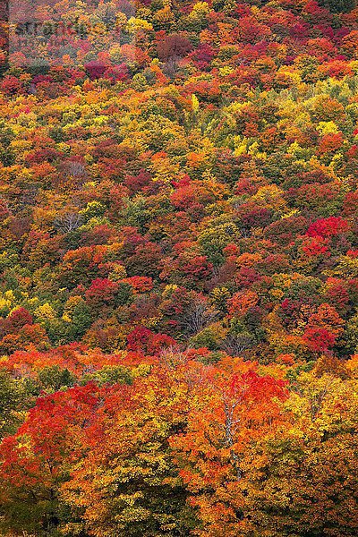 Gemischter Laub-Nadelwald im Herbst  Eastern Townships  Sutton  Quebec  Kanada  Nordamerika