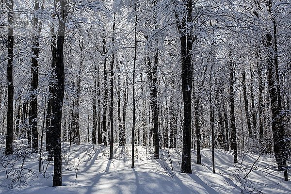 Schneebedeckter Wald mit Sonnenlicht im Gegenlicht  Eastern Townships  Shefford  Quebec  Kanada  Nordamerika