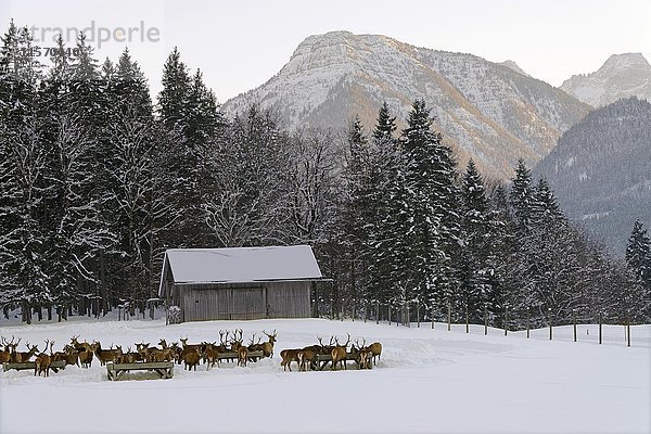 Hirsche bei der Winterfütterung  Vorderriß  Lenggries  Alpenvorland  Oberbayern  Bayern  Deutschland  Europa