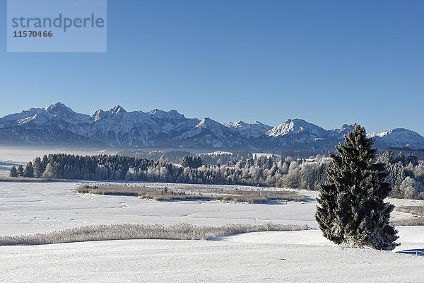 Gefrorener Forggensee im Winter  Illasberg  bei Roßhaupten  Ammergauer Alpen  Ostallgäu  Schwaben  Bayern  Deutschland  Europa