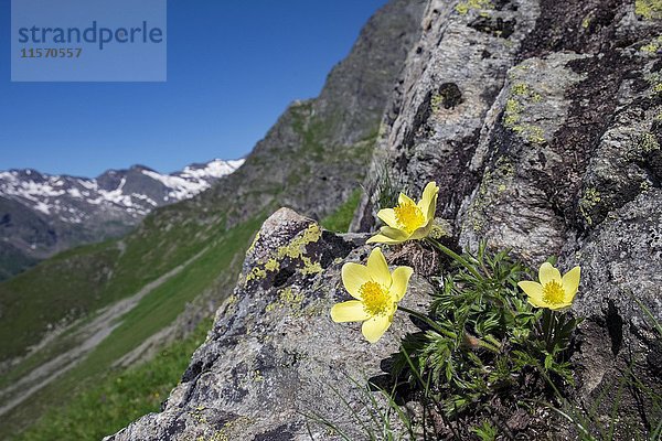 Gelbe Wiesenschaumkraut (Pulsatilla alpina) auf Fels  Pflerschertal  Provinz Trentino  Provinz Südtirol  Italien  Europa