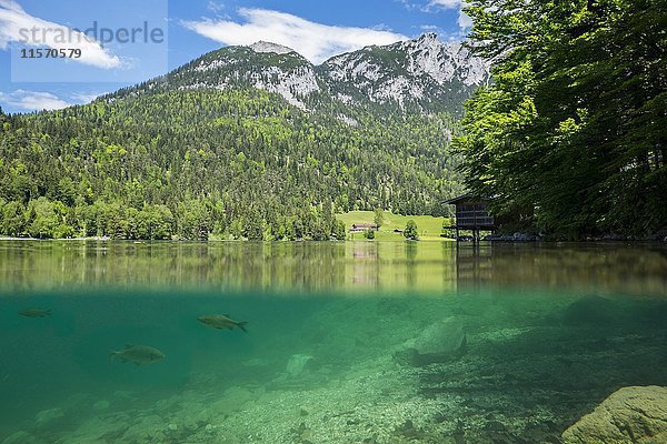 Hintersteinersee mit Fischen  am hinteren Kaisergebirge  Splitting Up  Scheffau  Tirol  Österreich  Europa