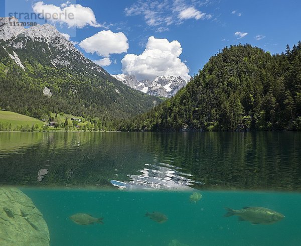Hintersteinersee mit Fischen  am hinteren Kaisergebirge  Splitting Up  Scheffau  Tirol  Österreich  Europa