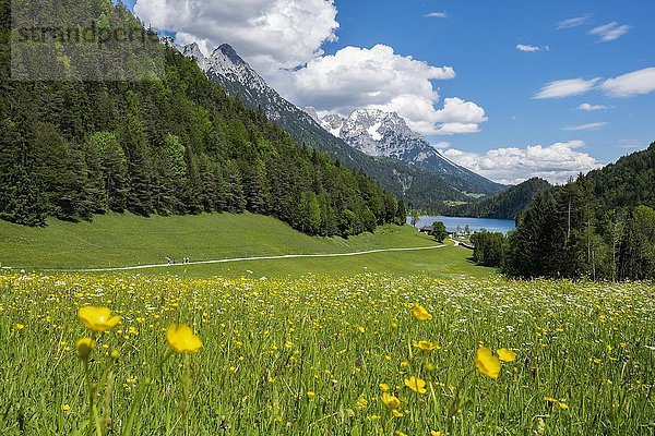 Hintersteinersee  Blumenwiese  Kaisergebirge  Scheffau  Tirol  Österreich  Europa