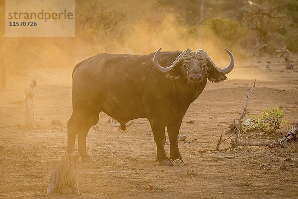 Afrikanischer Büffel (Syncerus caffer)  Kruger National Park  Südafrika  Afrika