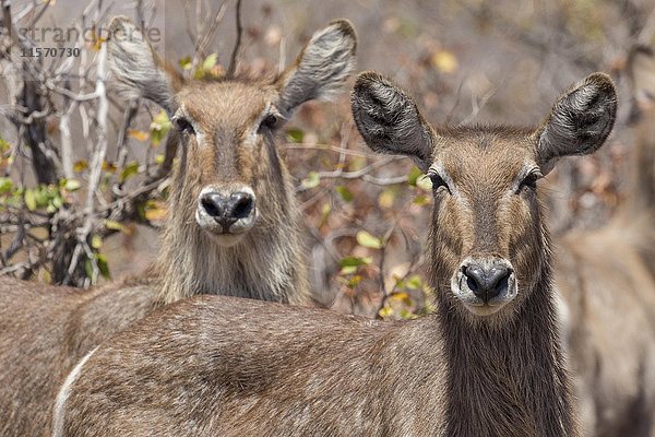 Wasserbock (Kobus ellipsiprymnus)  Krüger-Nationalpark  Republik Südafrika