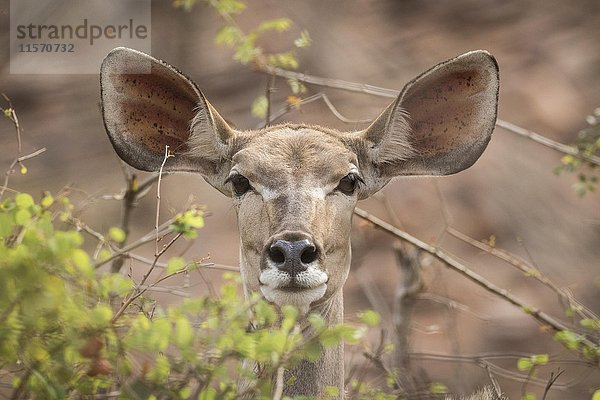 Großer Kudu (Tragelaphus strepsiceros)  Krüger-Nationalpark  Republik Südafrika
