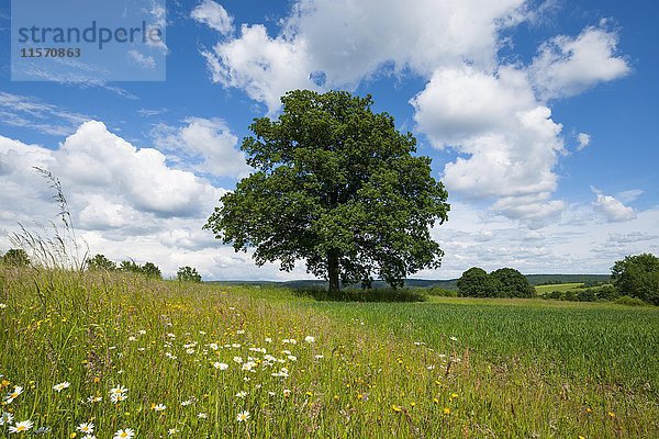 Stieleiche (Quercus robur)  Solitärbaum  Bayern  Deutschland  Europa