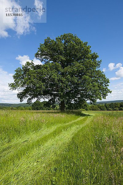 Stieleiche (Quercus robur)  Solitärbaum  Bayern  Deutschland  Europa