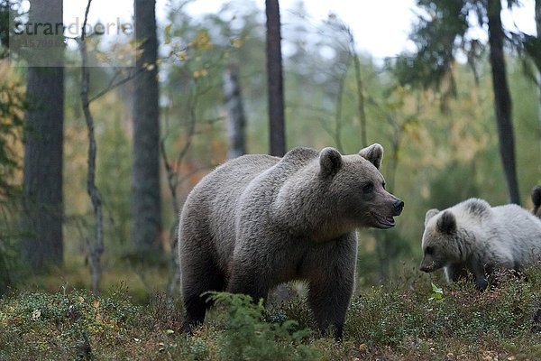 Braunbär (Ursus arctos)  Mutter mit Jungtier im Wald  Kuhmo  Kainuu  Nordkarelien  Finnland  Europa