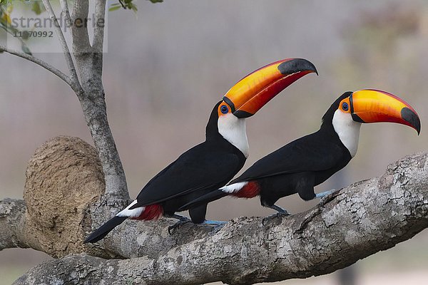 Toco-Tukan-Paar (Ramphastos toco) auf Baum  Pantanal  Mato Grosso  Brasilien  Südamerika