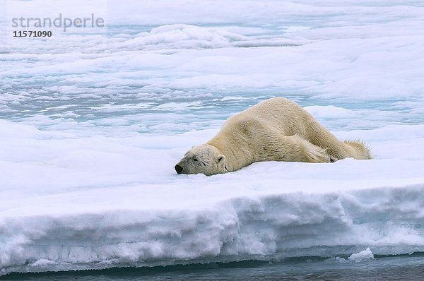 Eisbär (Ursus maritimus)  Männchen streckt sich auf dem Packeis  Svalbard Archipel  Barentssee  Arktis  Norwegen  Europa