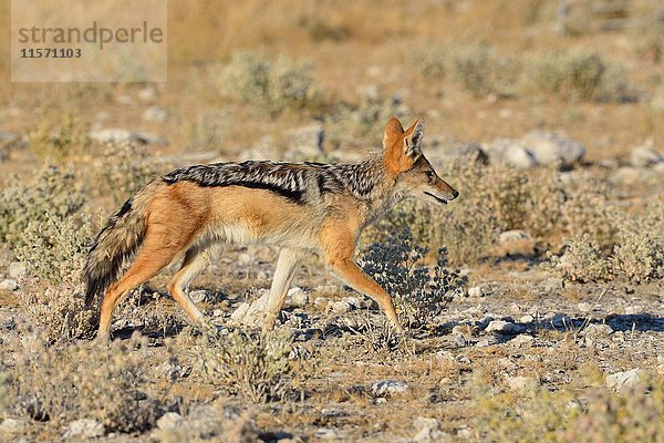 Schabrackenschakal (Canis mesomelas)  Wanderung auf trockenem Boden  Etosha-Nationalpark  Namibia  Afrika