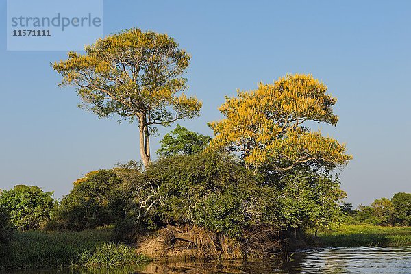 Vochysia divergens-Bäume entlang des Flusses Cuiaba  Pantanal  Bundesstaat Mato Grosso  Brasilien  Südamerika